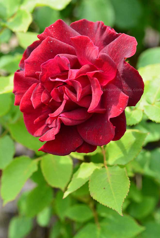 バラ 鵜匠｜花の手帖の薔薇図鑑