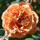 バラ 空蝉｜花の手帖の薔薇図鑑