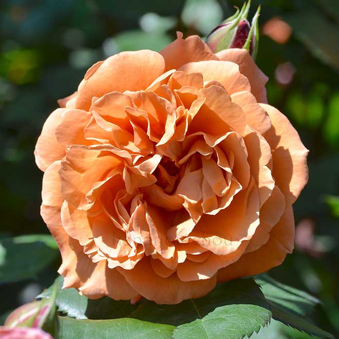 バラ 空蝉|花の手帖の薔薇図鑑