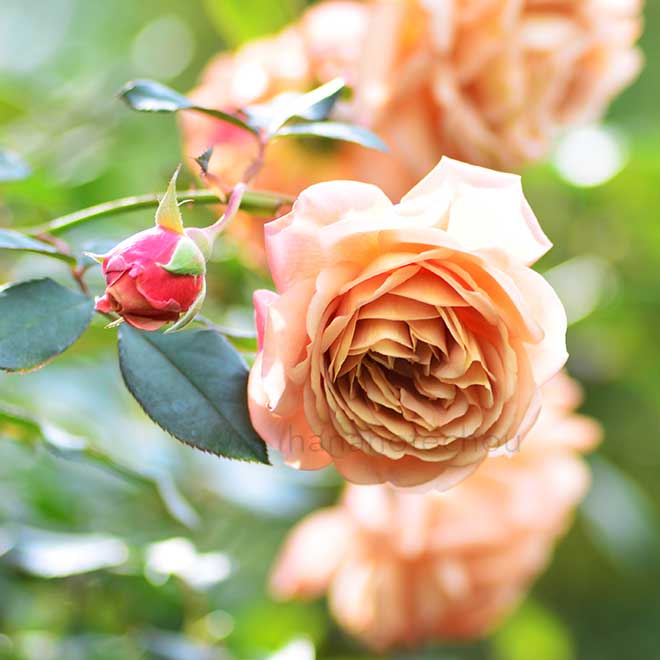 バラ 空蝉|花の手帖の薔薇図鑑