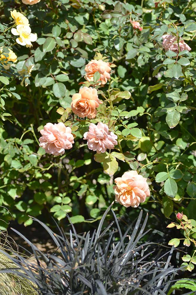 バラ 空蝉|花の手帖の薔薇図鑑