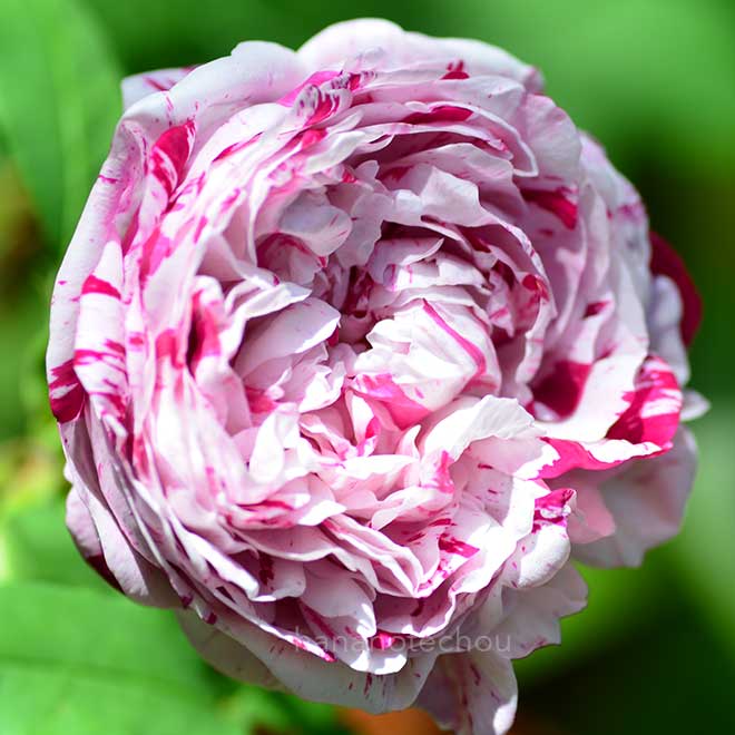 バラ ヴァリエガータ ディ ボローニャ｜花の手帖の薔薇図鑑