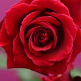 バラ ヴェルヴェット フレグランス｜花の手帖の薔薇図鑑