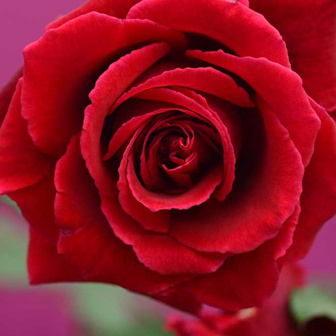 バラ ヴェルヴェット フレグランス｜花の手帖の薔薇図鑑