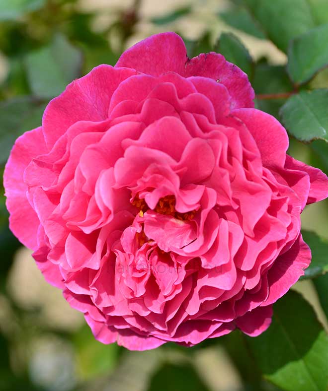 バラ ヴァンテロ｜花の手帖の薔薇図鑑