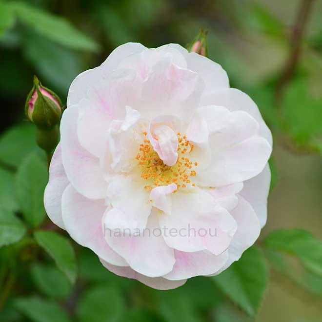 バラ ヴェヌスタ ペンデュラ｜花の手帖の薔薇図鑑