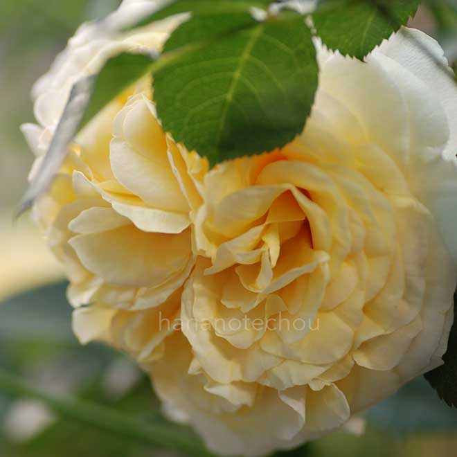 バラ ヴェルティージュ｜花の手帖の薔薇図鑑