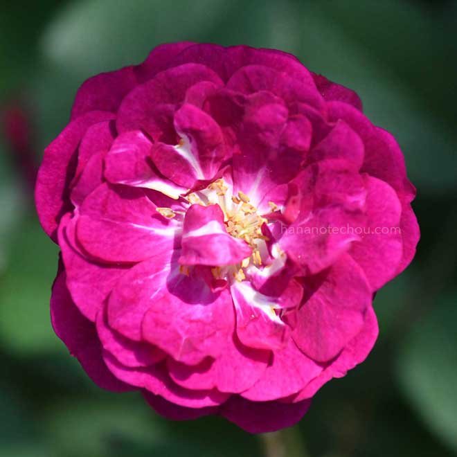 バラ ヴィル ナタール｜花の手帖の薔薇図鑑