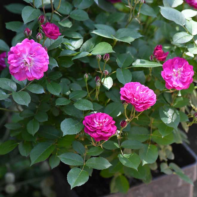 バラ ヴィル ナタール｜花の手帖の薔薇図鑑