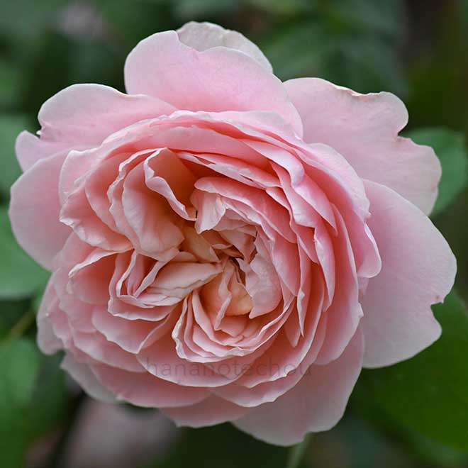 バラ ヴィンテージ フラール|花の手帖の薔薇図鑑