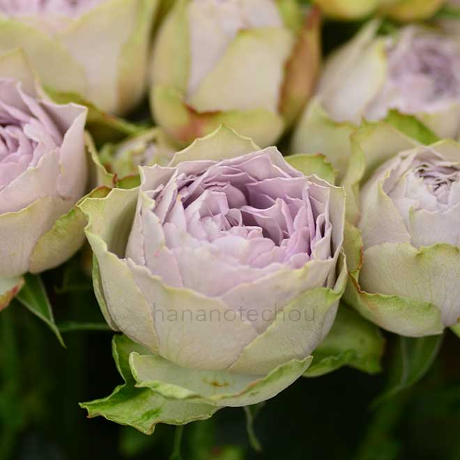 バラ ヴィンテージ レース｜花の手帖の薔薇図鑑