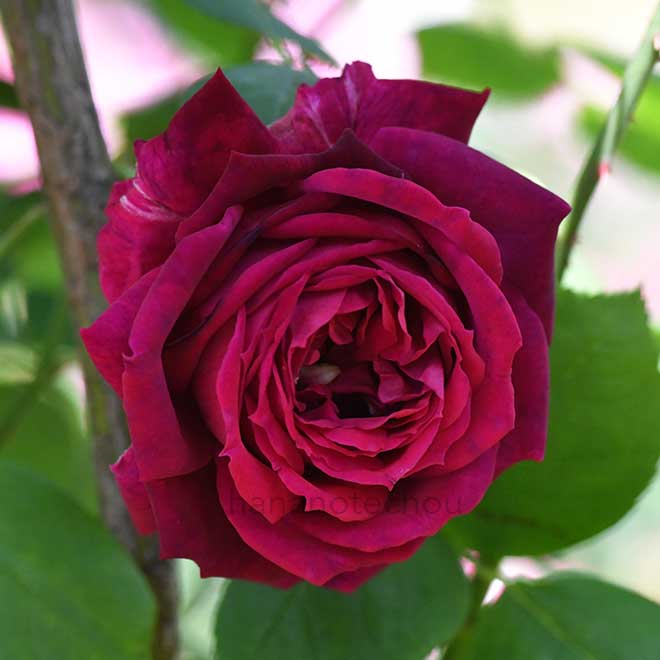 バラ ヴィヴィッド｜花の手帖の薔薇図鑑