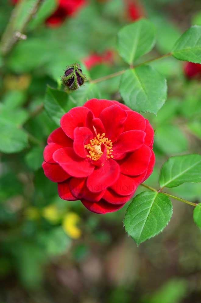 バラ ウォーム アンド フュージー|花の手帖の薔薇図鑑