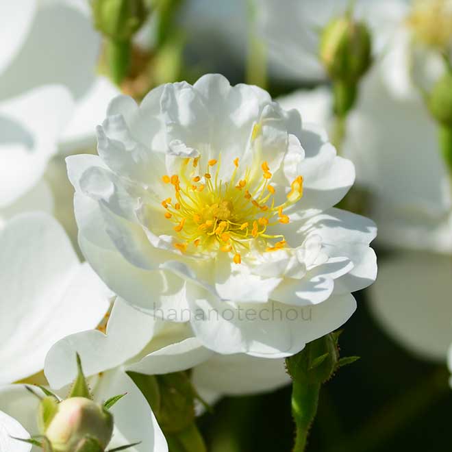 バラ ウェディング デイ｜花の手帖の薔薇図鑑