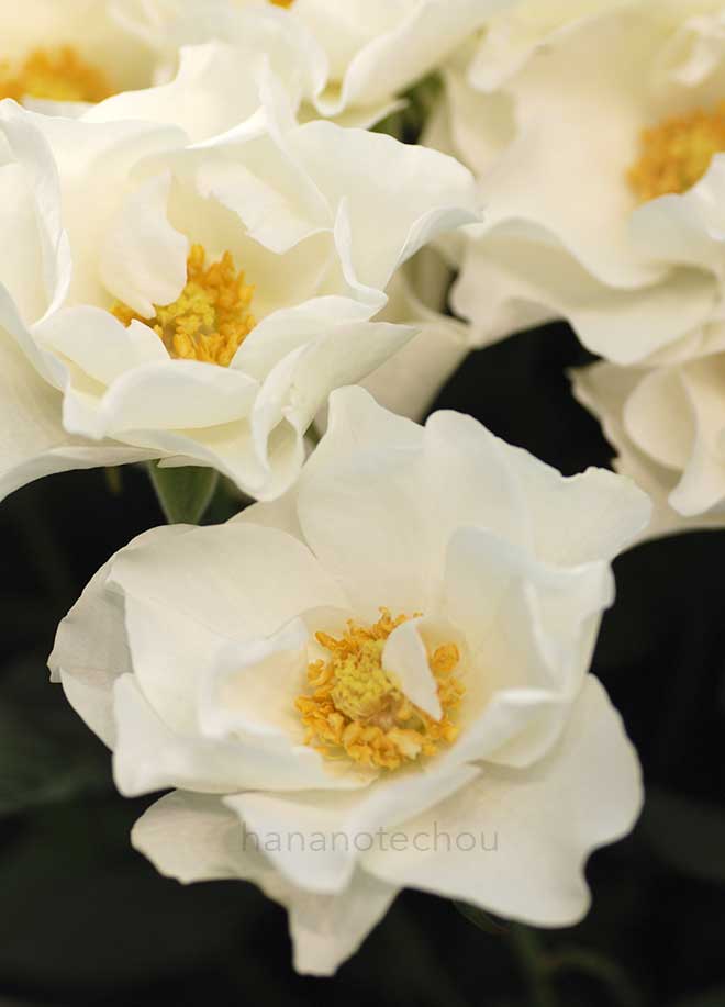 バラ ウェディング ドレスWedding Dress|花の手帖の薔薇図鑑