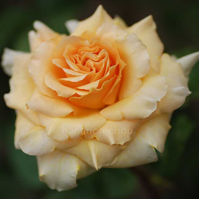 バラ ウェルウィン ガーデン グローリー|花の手帖の薔薇図鑑