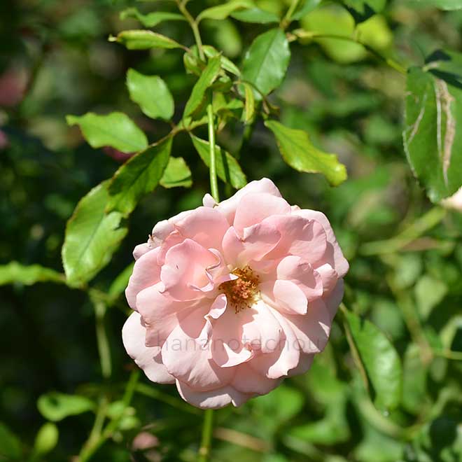 バラ ウェスト コースト｜花の手帖の薔薇図鑑