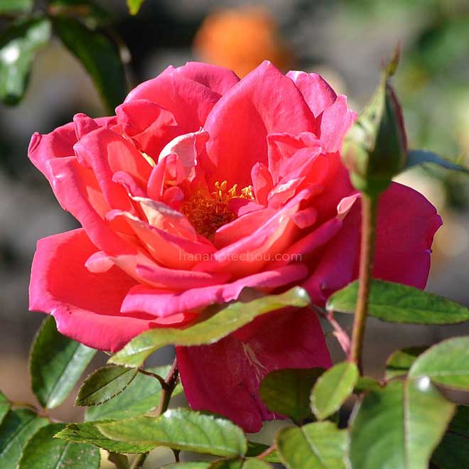 バラ ウェストミンスター
｜花の手帖の薔薇図鑑