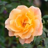 バラ ウィスキーマック｜花の手帖の薔薇図鑑