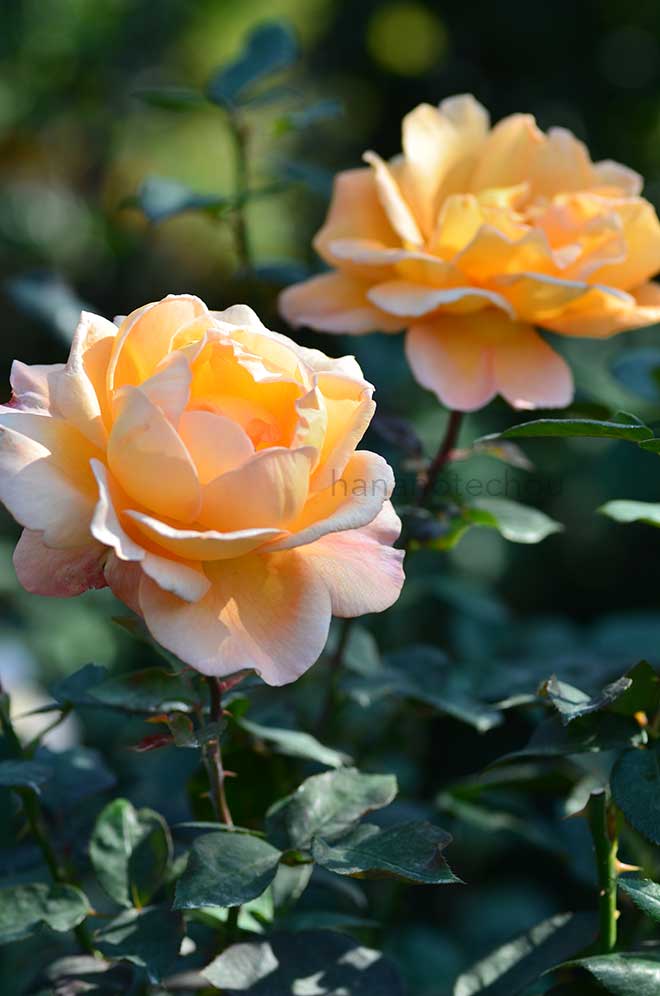バラ ｜花の手帖の薔薇図鑑