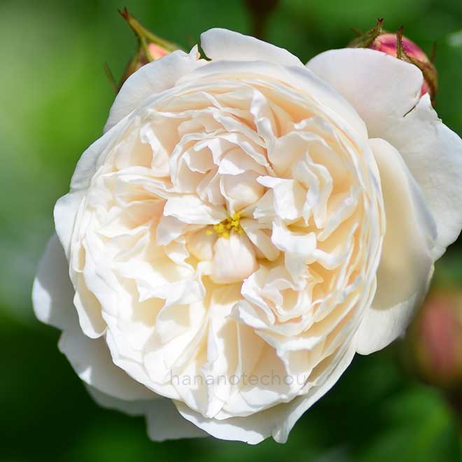 バラ ウィリアム アンド キャサリン｜花の手帖の薔薇図鑑