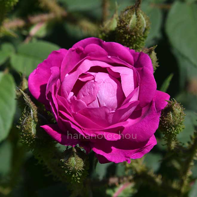 バラ ウィリアム ロブ｜花の手帖の薔薇図鑑