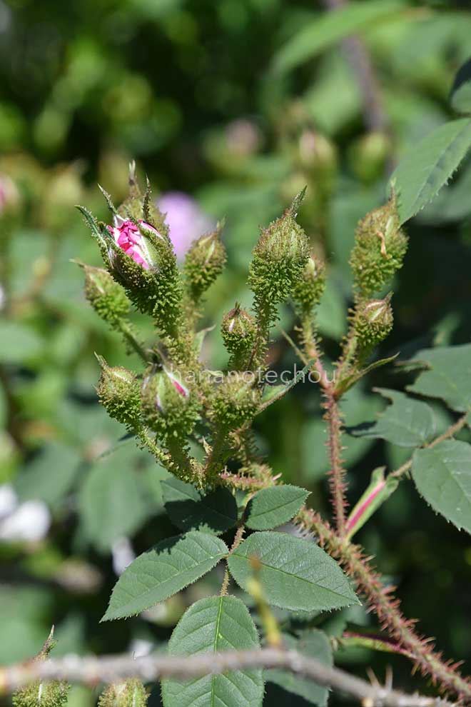 バラ ウィリアム ロブ｜花の手帖の薔薇図鑑