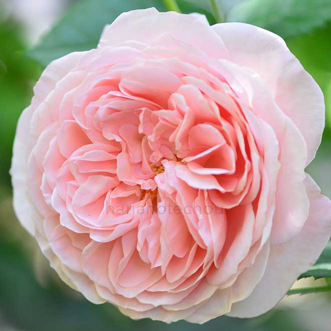 バラ ウィリアム モーリス|花の手帖の薔薇図鑑