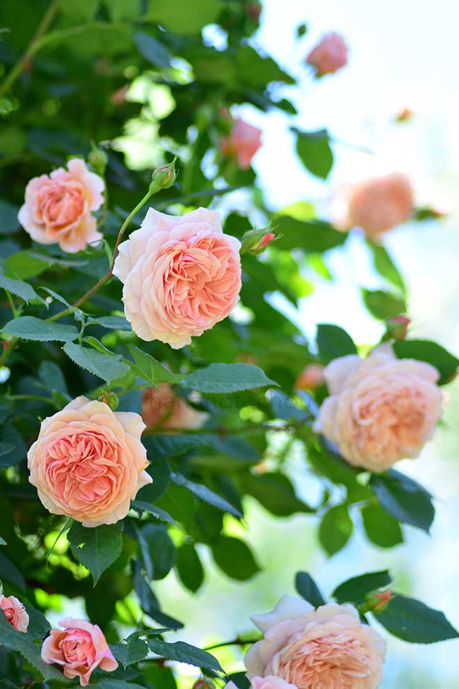 バラ ウィリアム モーリス|花の手帖の薔薇図鑑