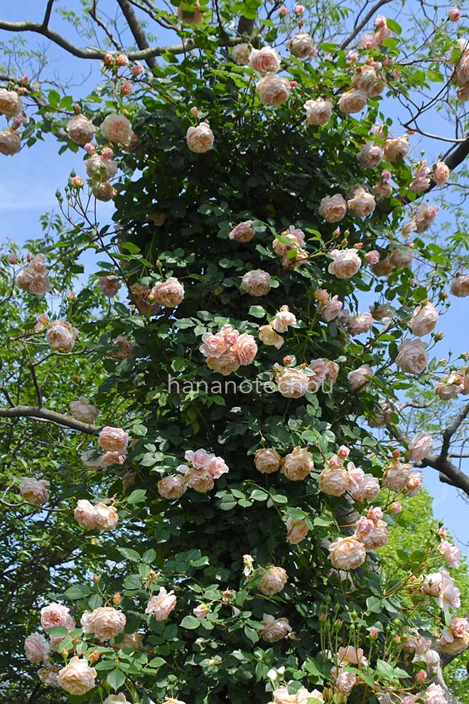 バラ ウィリアム モーリス|花の手帖の薔薇図鑑