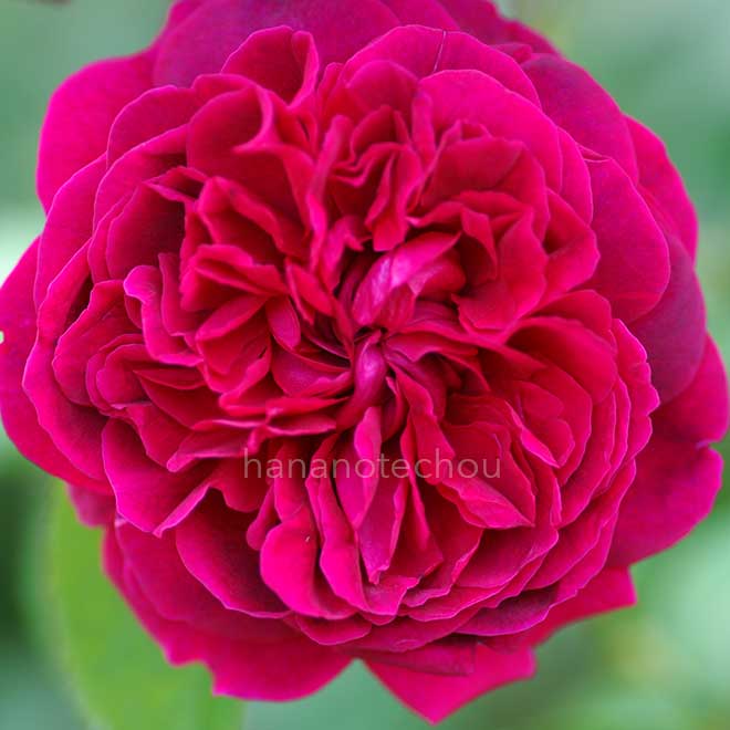 バラ ウィリアム シェークスピア 2000｜花の手帖の薔薇図鑑