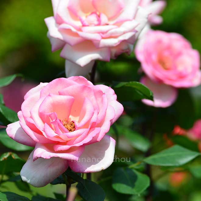 バラ ウィミィ｜花の手帖の薔薇図鑑