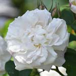 バラ |花の手帖の薔薇図鑑