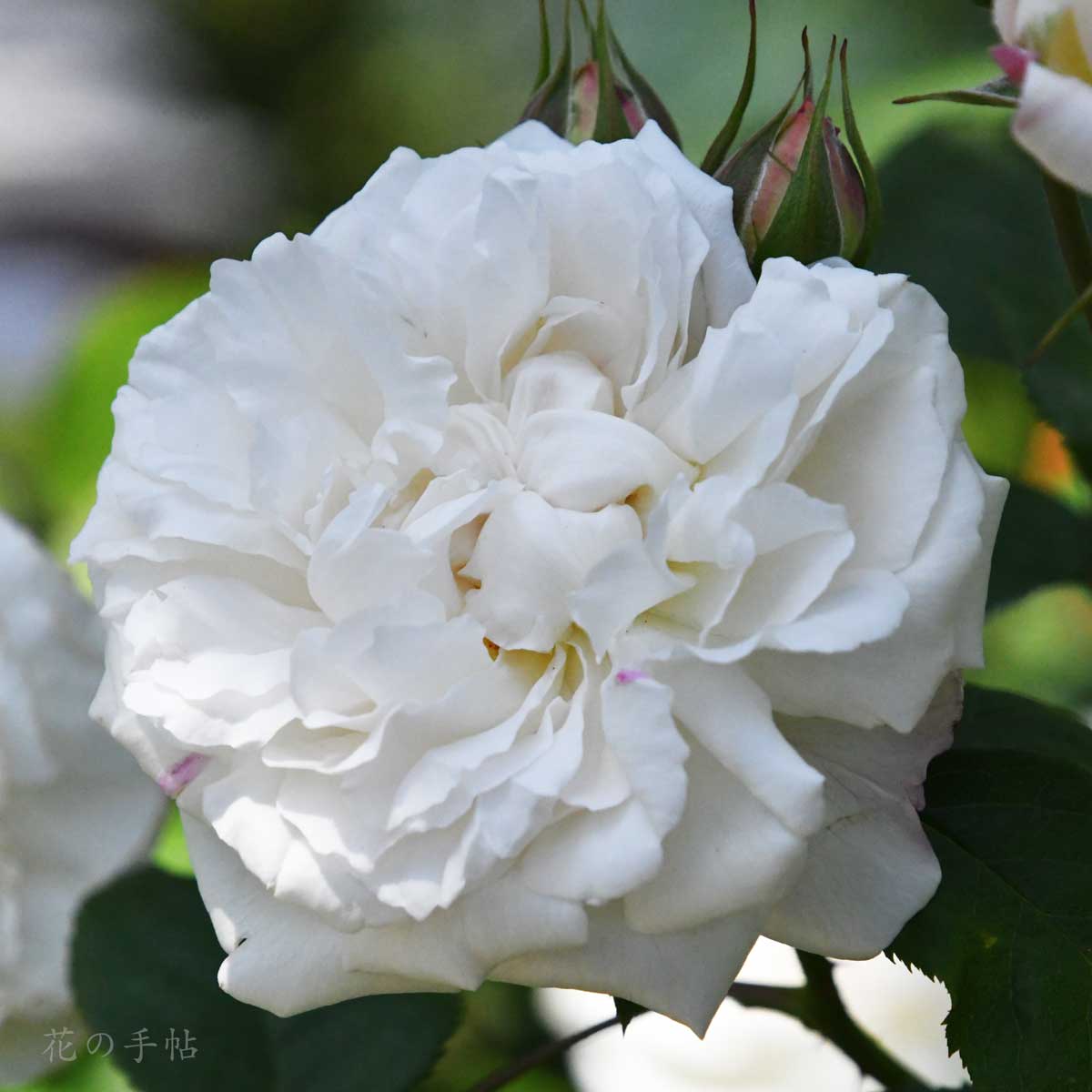 バラ ウィンチェスターキャシドラル|花の手帖の薔薇図鑑