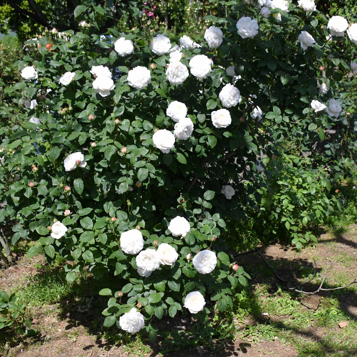 バラ ウィンチェスターキャシドラル|花の手帖の薔薇図鑑