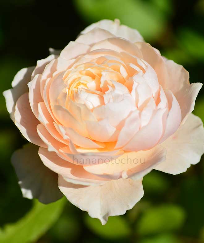 バラ ウィンダーミア|花の手帖の薔薇図鑑