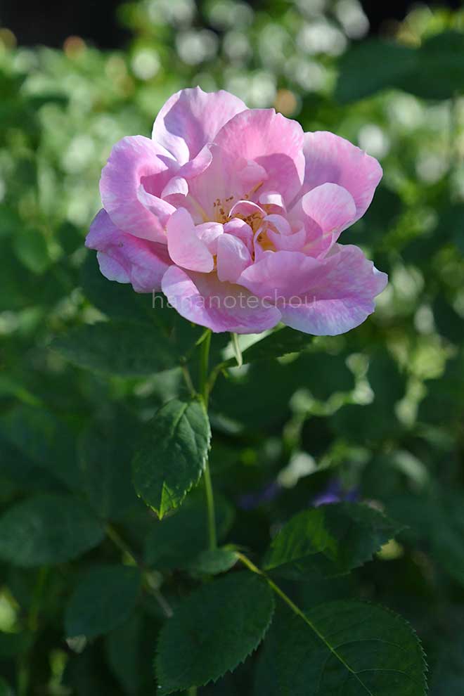 バラ ウィンドフラワー｜花の手帖の薔薇図鑑