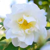 バラ ウィンドラッシュ|花の手帖の薔薇図鑑