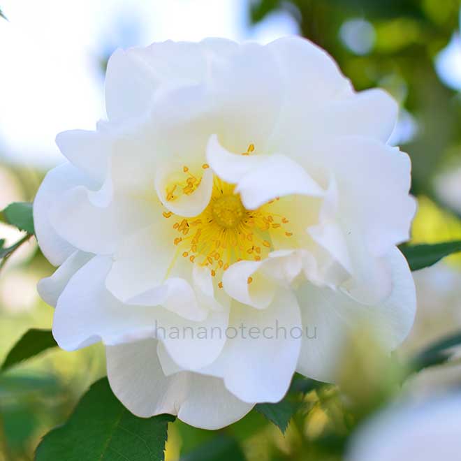 バラ ウィンドラッシュ｜花の手帖の薔薇図鑑