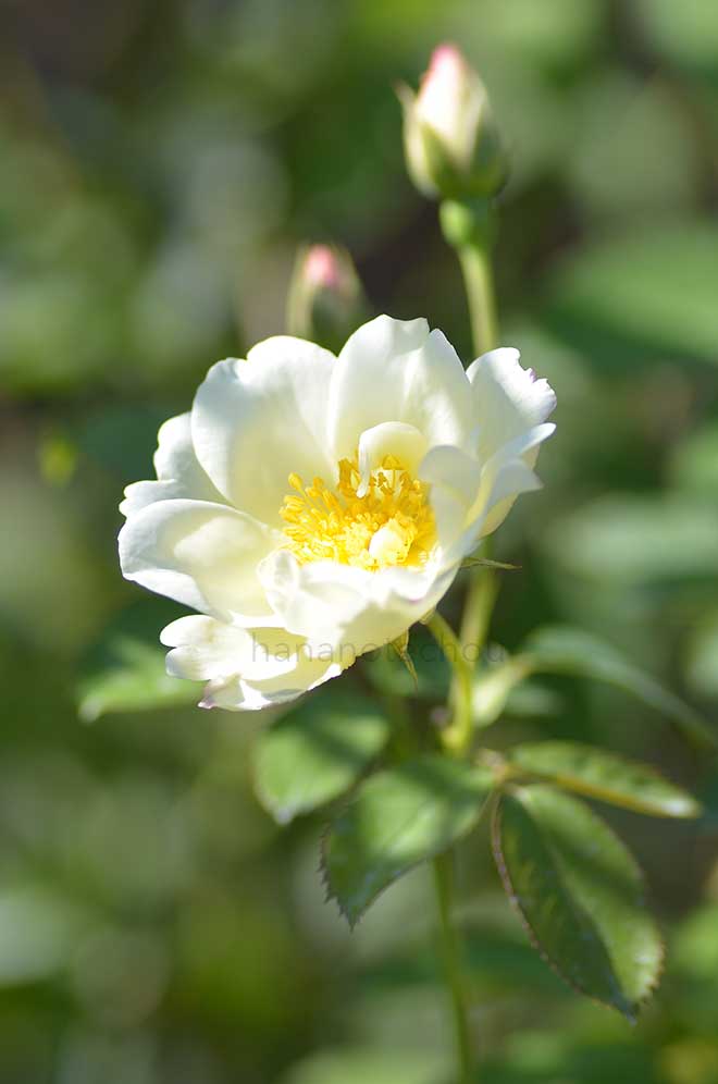 バラ ウィンドラッシュ｜花の手帖の薔薇図鑑