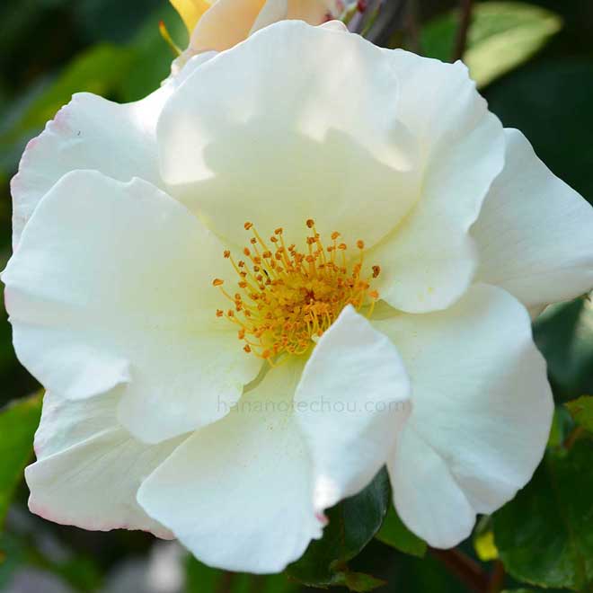 バラ ウィンド ソング|花の手帖の薔薇図鑑