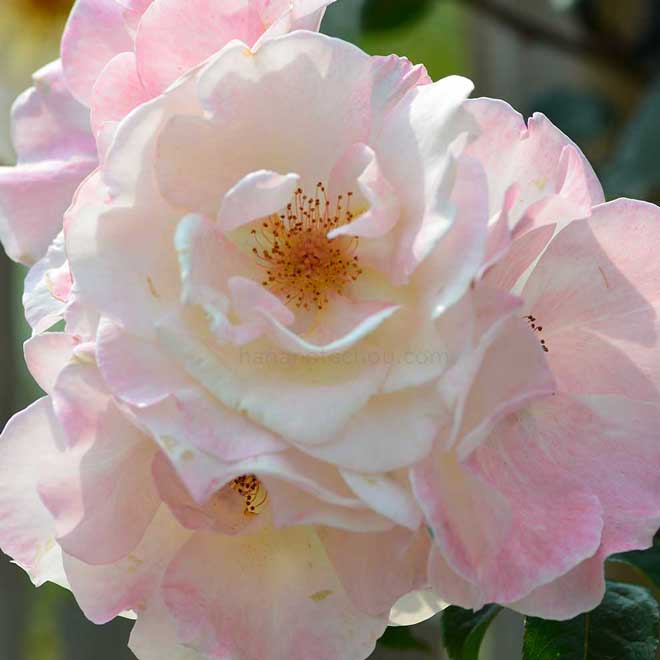 バラ ウィンド ソング|花の手帖の薔薇図鑑