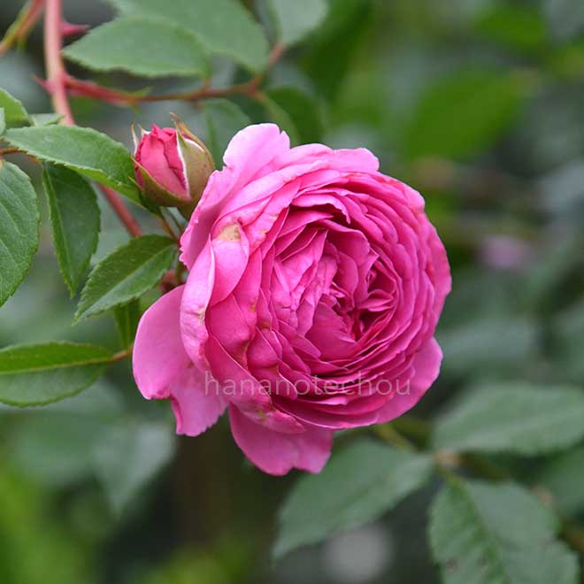 バラ ウィズレー｜花の手帖の薔薇図鑑