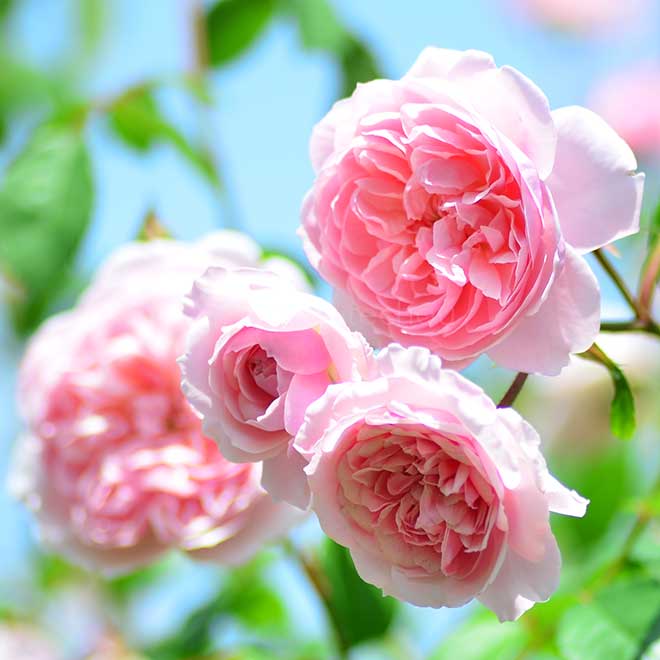 バラ ウィズレー 2008｜花の手帖の薔薇図鑑