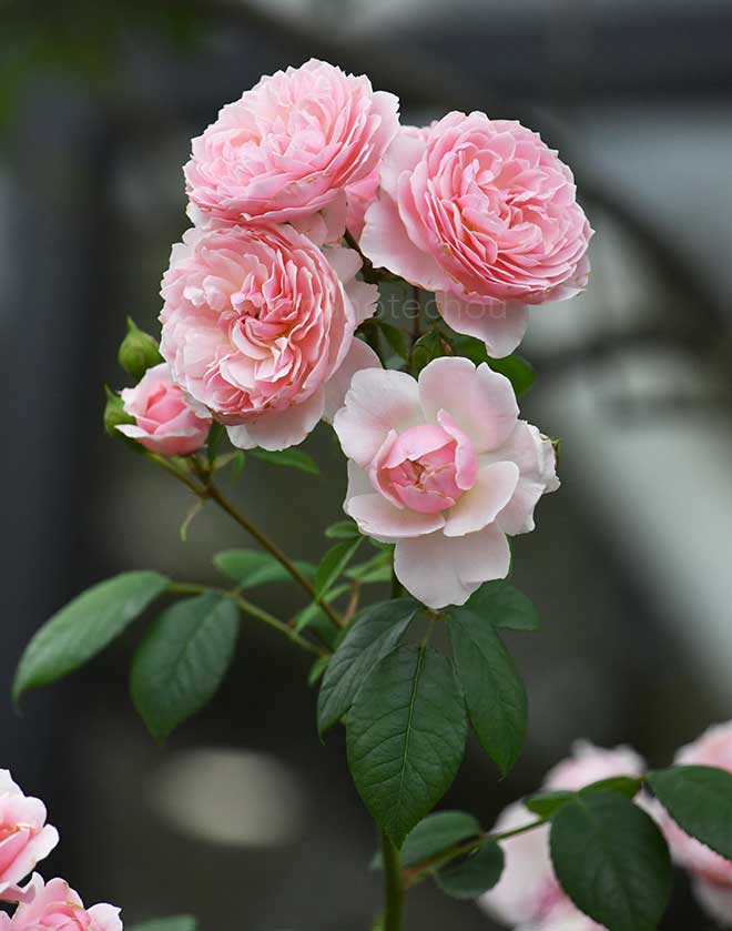 バラ ウィズレー 2008｜花の手帖の薔薇図鑑