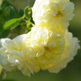 バラ イエローボタン｜花の手帖の薔薇図鑑