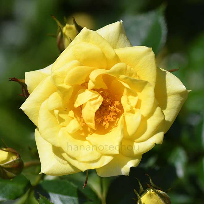 バラ イエロードール|花の手帖の薔薇図鑑