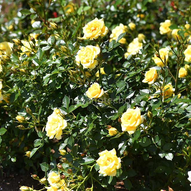 バラ イエロードール|花の手帖の薔薇図鑑