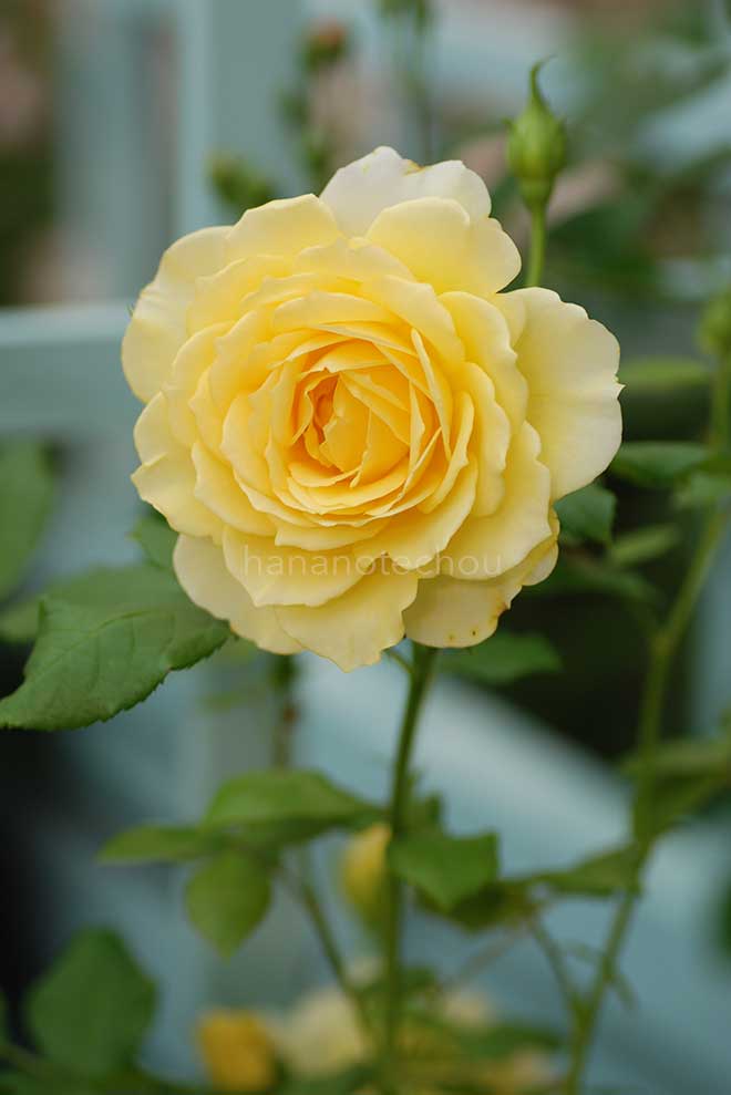 バラ イエローエタニティ｜花の手帖の薔薇図鑑