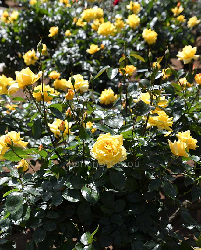 バラ イエロー ジャイアント｜花の手帖の薔薇図鑑